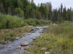 Edney Creek showing rebuilt stream and growth of willows planted in riparian area--Oct 2019