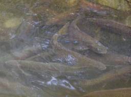 Rainbow trout at fish fence above Polley Lake weir (prior to reintroduction of trout in new fish habitat in upper Hazeltine Creek in 2018)--Apr 2015